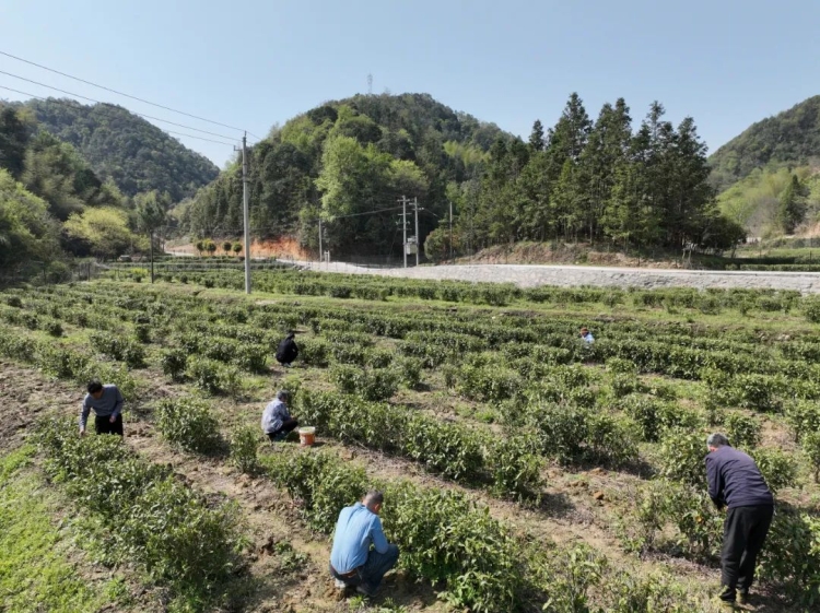 茶园春意浓 150余亩春茶抢“鲜”开采