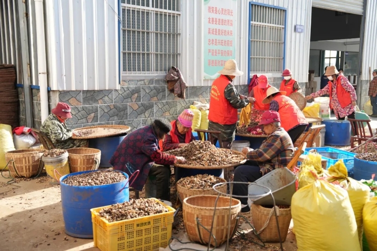 冬日榨油忙 “金果” 飘香富农家